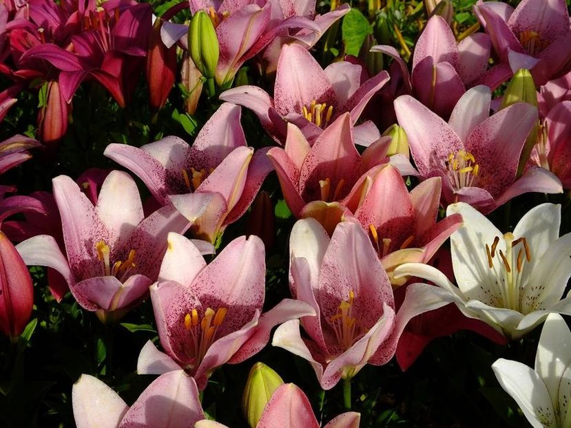  - 2016_06-08_Iunie-August