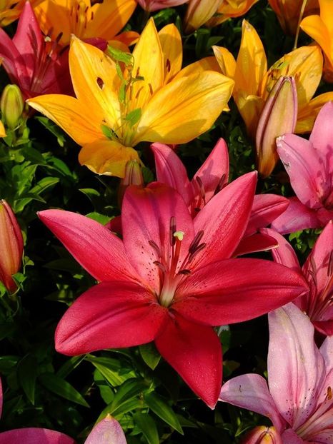  - 2016_06-08_Iunie-August