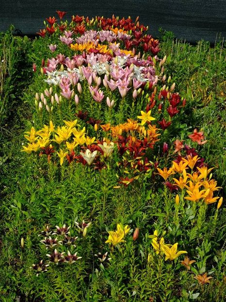  - 2016_06-08_Iunie-August