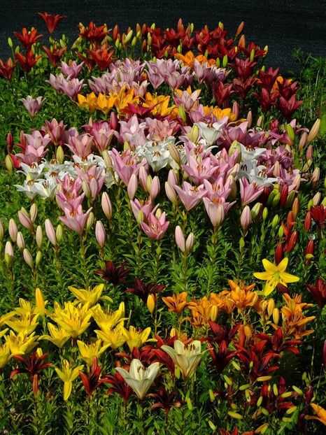  - 2016_06-08_Iunie-August