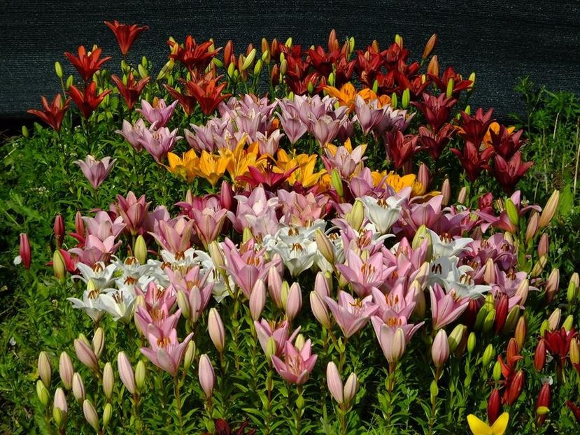  - 2016_06-08_Iunie-August