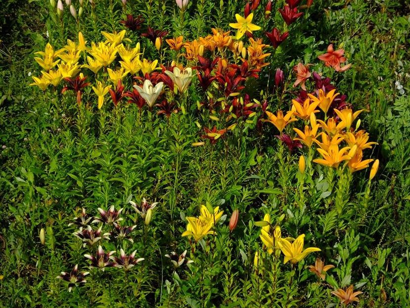  - 2016_06-08_Iunie-August