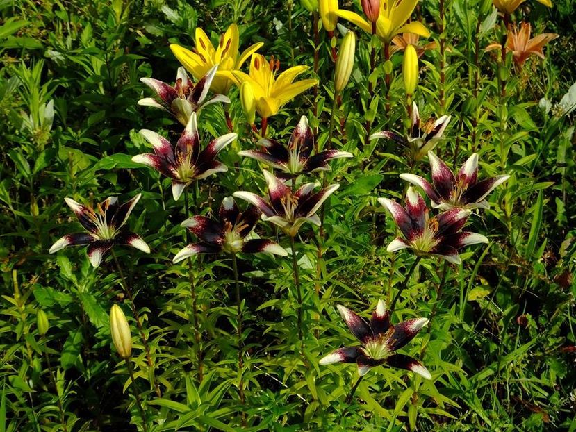  - 2016_06-08_Iunie-August