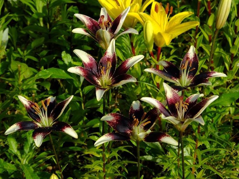  - 2016_06-08_Iunie-August