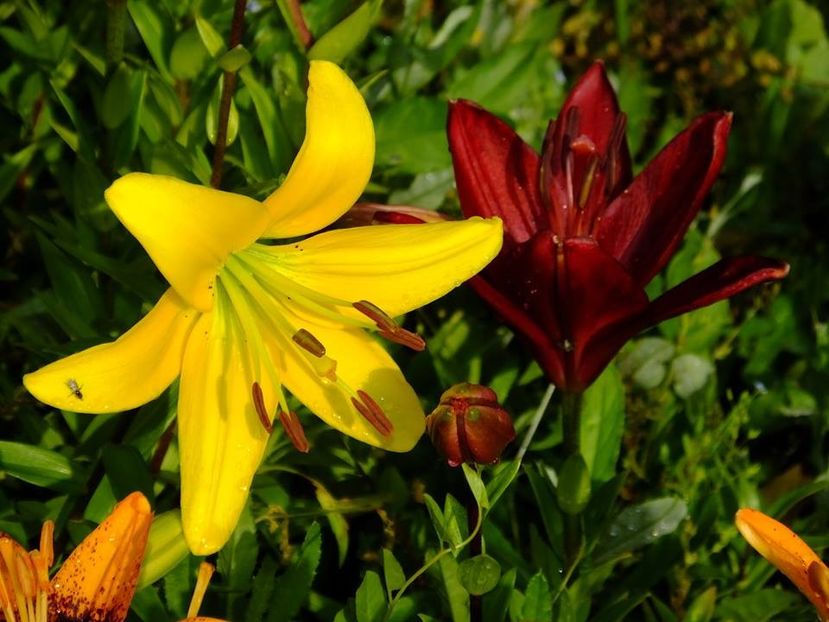  - 2016_06-08_Iunie-August