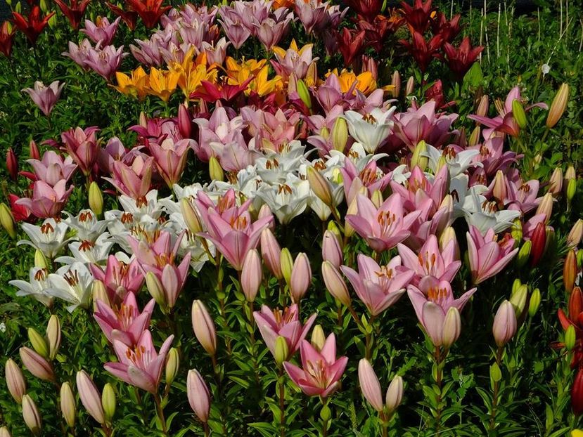  - 2016_06-08_Iunie-August