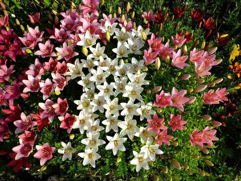  - 2016_06-08_Iunie-August