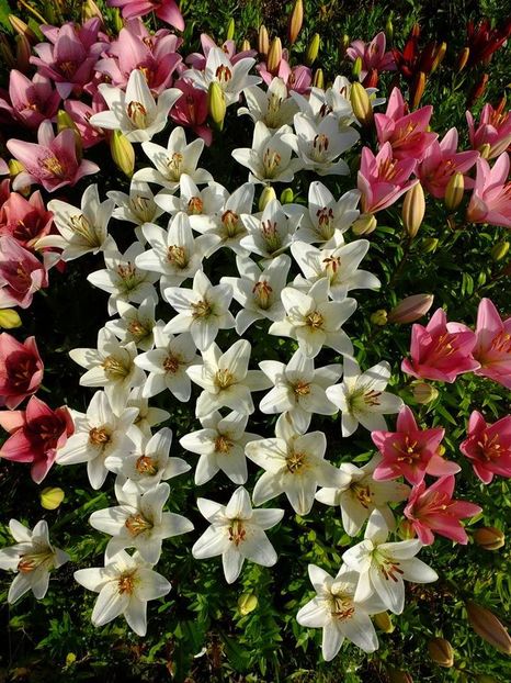  - 2016_06-08_Iunie-August