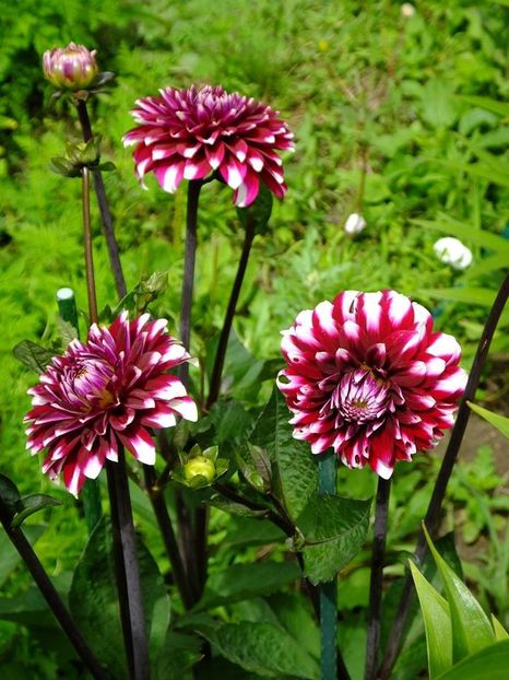 dalie2 - 2016_06-08_Iunie-August