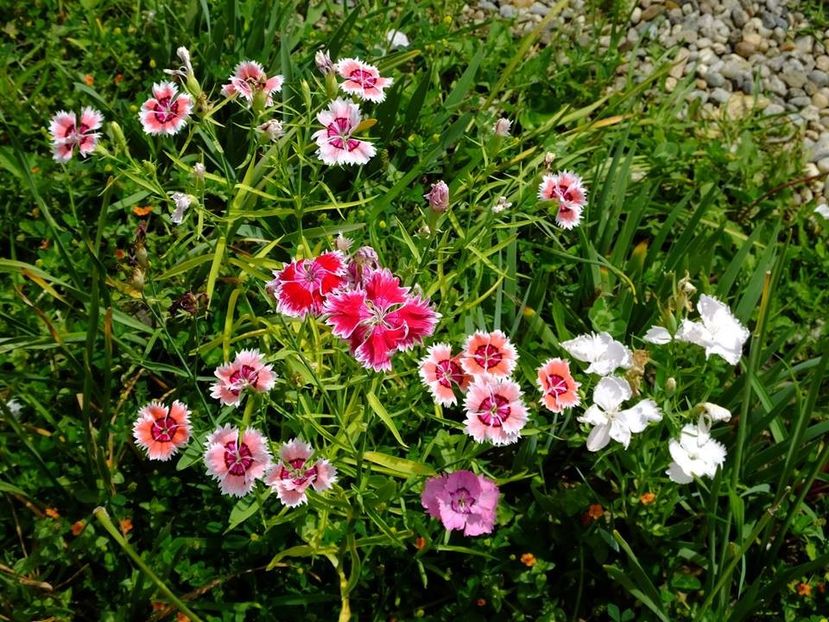 garofite2 - 2016_06-08_Iunie-August