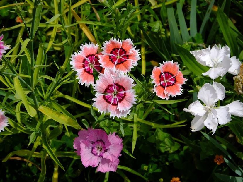 garofite3 - 2016_06-08_Iunie-August