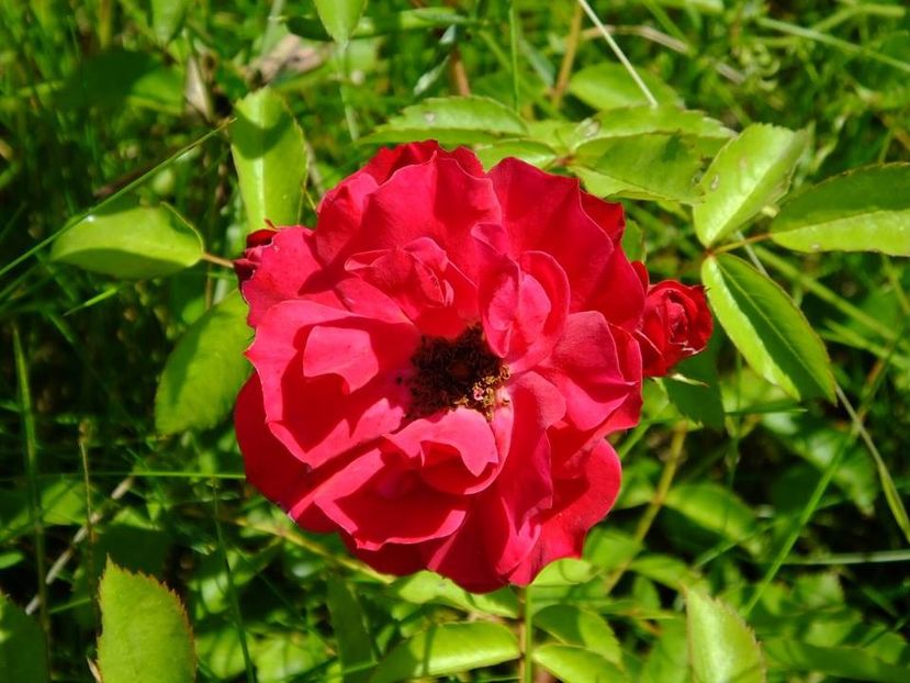 adelaide - 2016_06-08_Iunie-August