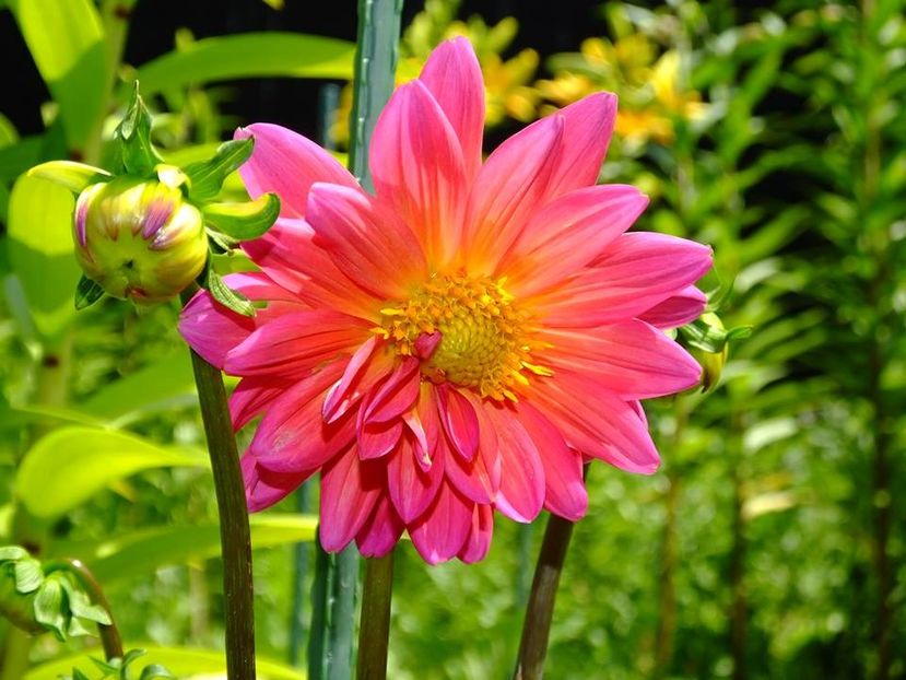 dalie1 - 2016_06-08_Iunie-August