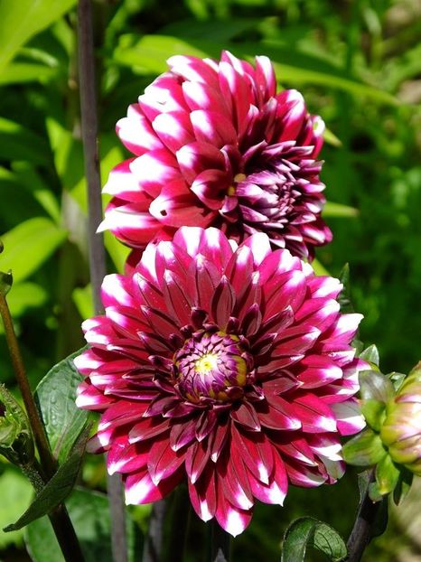 dalie2 - 2016_06-08_Iunie-August