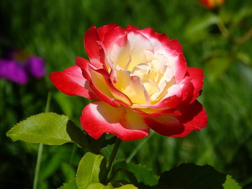 double delight2 - 2016_06-08_Iunie-August