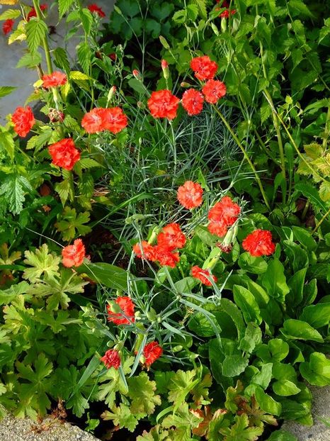 garofite corai 2 - 2016_06-08_Iunie-August