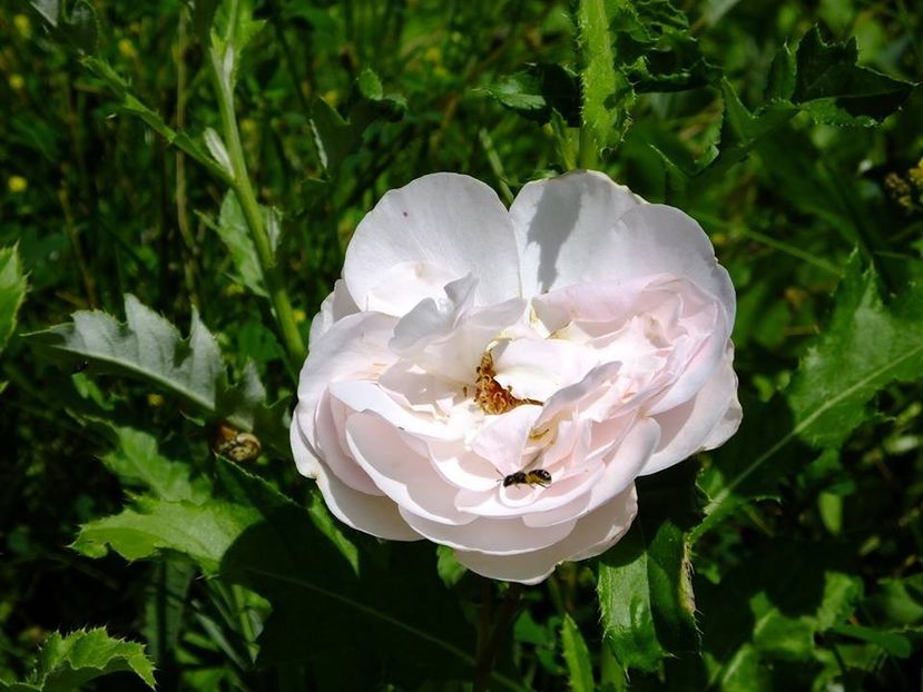 heritage - 2016_06-08_Iunie-August