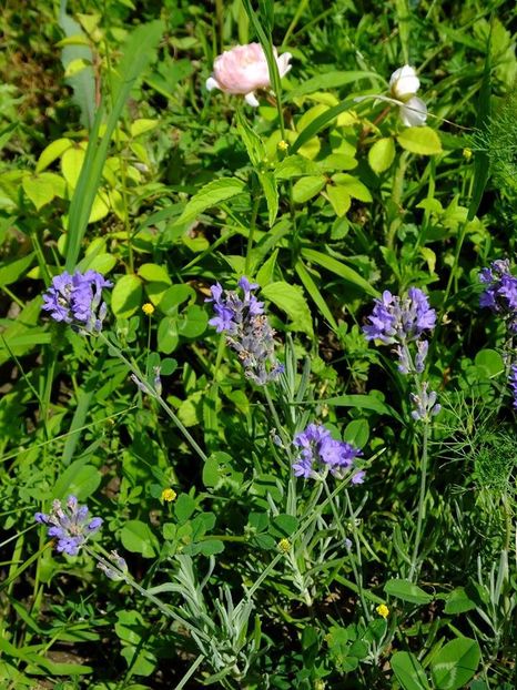 levantica - 2016_06-08_Iunie-August