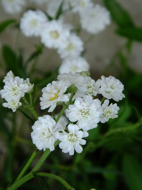 perena alba1 - 2016_06-08_Iunie-August