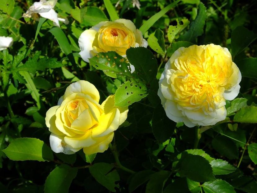 pilgrim - 2016_06-08_Iunie-August