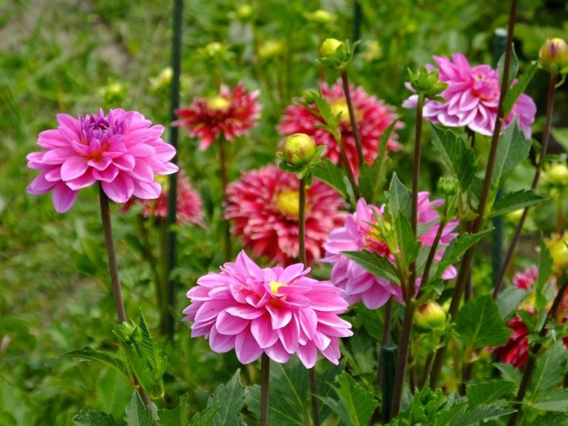 2016.07.23 dalii1 - 2016_06-08_Iunie-August