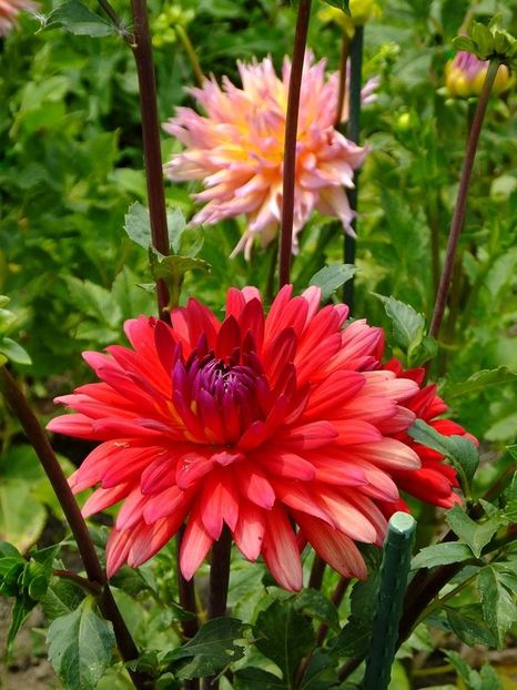 dalii3 - 2016_06-08_Iunie-August