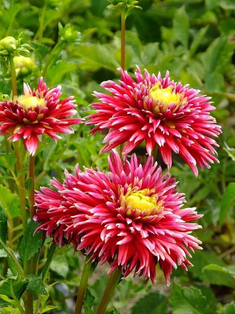 dalii6 - 2016_06-08_Iunie-August