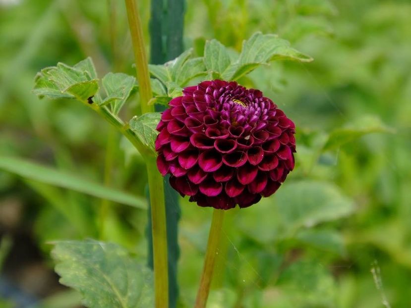 dalii7 - 2016_06-08_Iunie-August