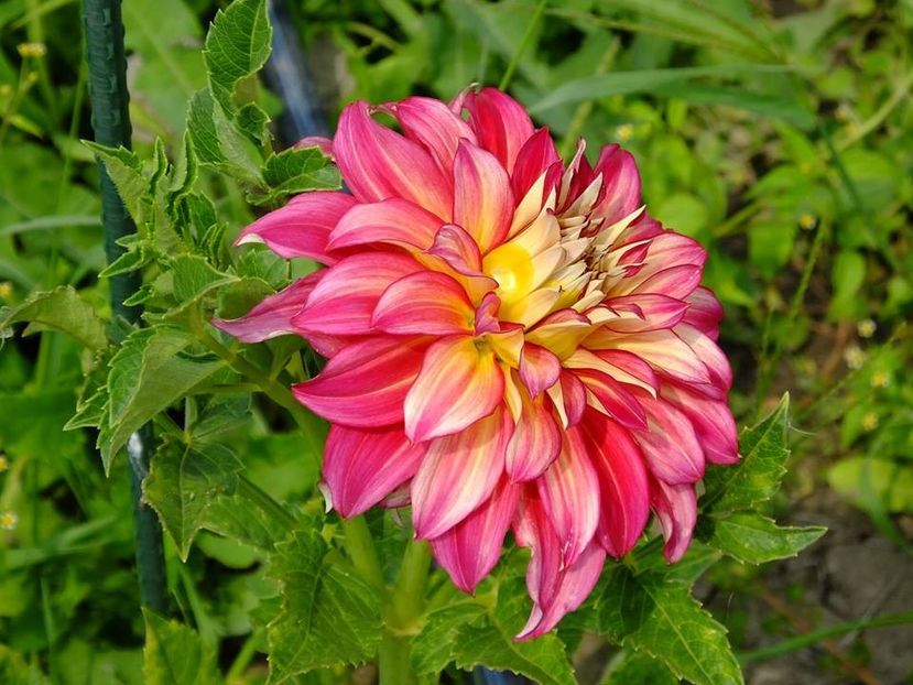 dalii8 - 2016_06-08_Iunie-August