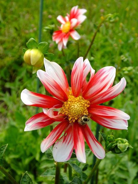 dalii9 - 2016_06-08_Iunie-August