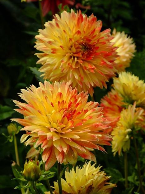 dalii11 - 2016_06-08_Iunie-August