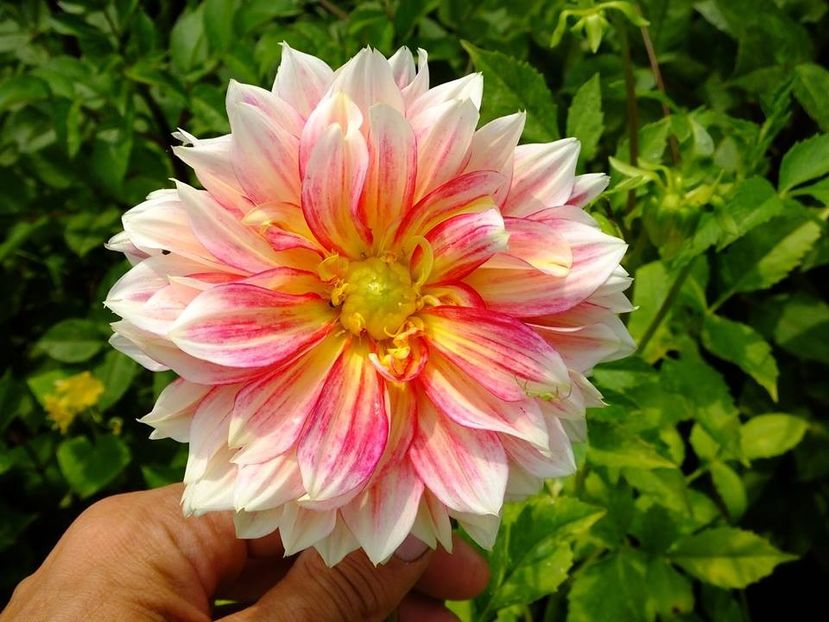 dalii12 - 2016_06-08_Iunie-August