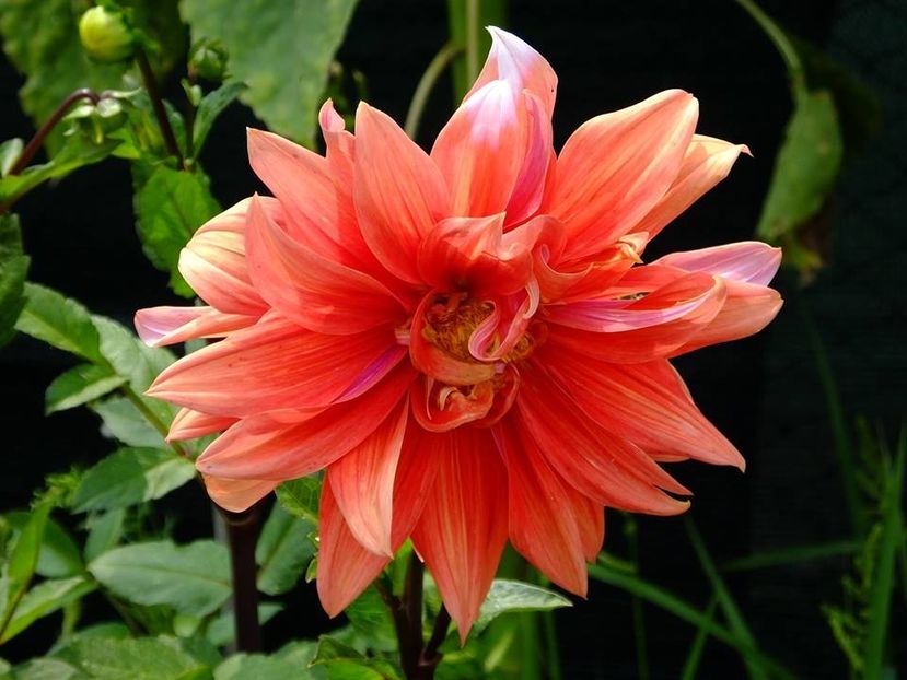 dalii13 - 2016_06-08_Iunie-August