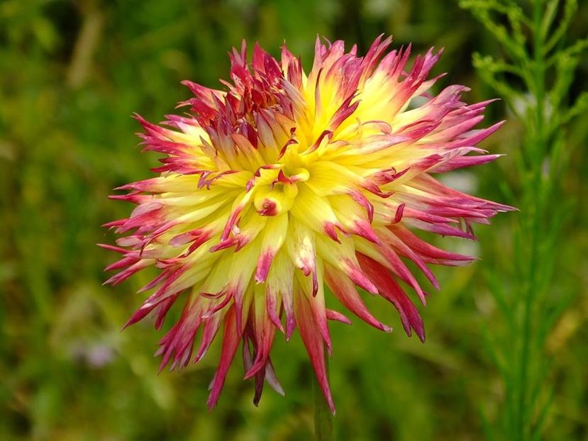 dalii16 - 2016_06-08_Iunie-August