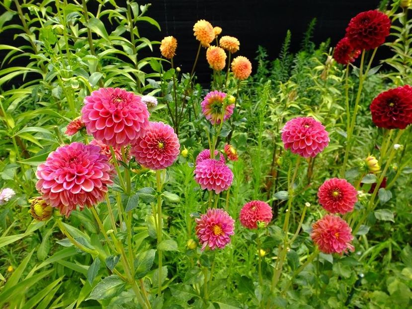 dalii17 - 2016_06-08_Iunie-August