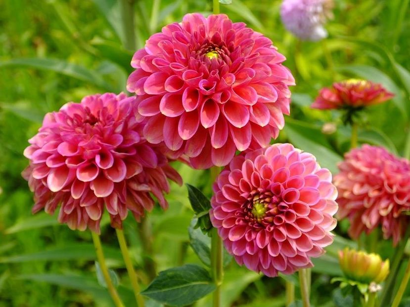 dalii18 - 2016_06-08_Iunie-August