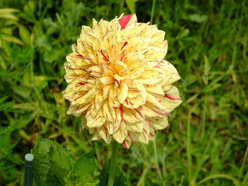 dalii19 - 2016_06-08_Iunie-August