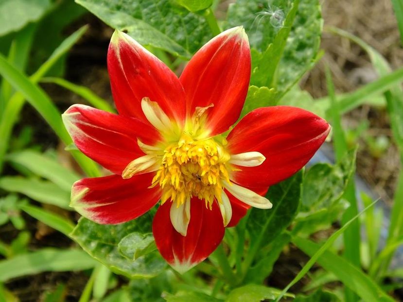 dalii21 - 2016_06-08_Iunie-August