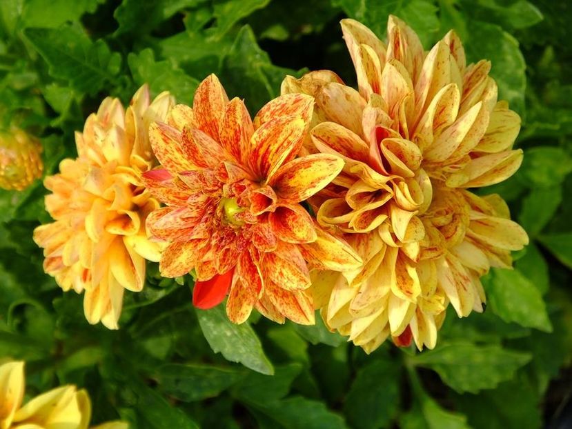 dalii22 - 2016_06-08_Iunie-August