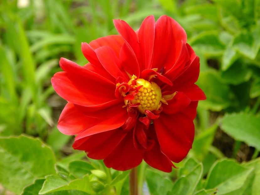 dalii24 - 2016_06-08_Iunie-August