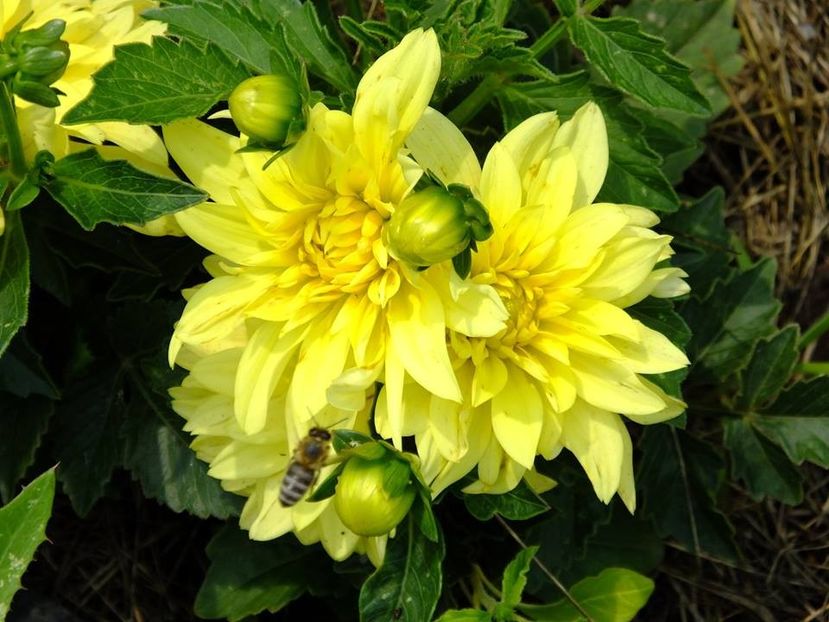 dalii28 - 2016_06-08_Iunie-August