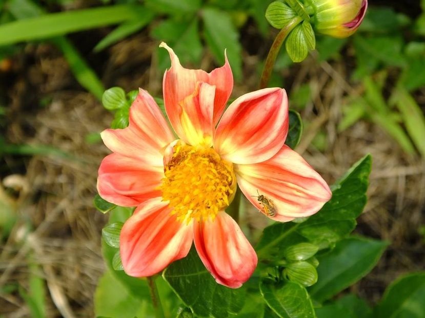 dalii29 - 2016_06-08_Iunie-August