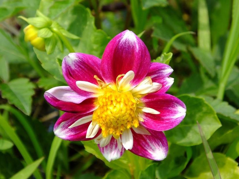 dalii30 - 2016_06-08_Iunie-August