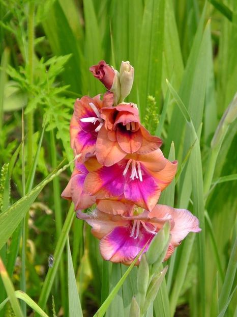 glad1 - 2016_06-08_Iunie-August