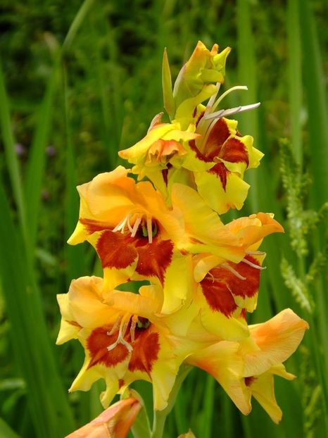 glad2 - 2016_06-08_Iunie-August