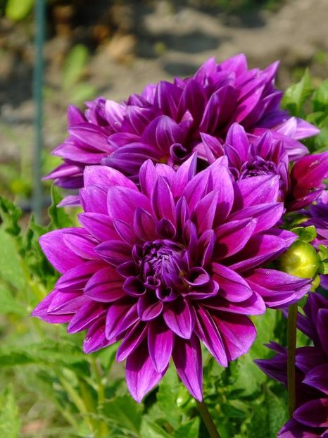 dalii3 - 2016_06-08_Iunie-August