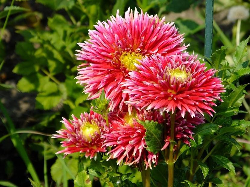 dalii4 - 2016_06-08_Iunie-August