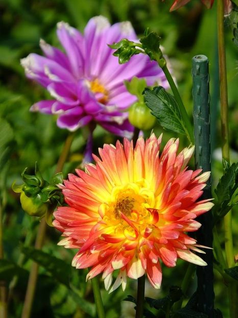 dalii5 - 2016_06-08_Iunie-August