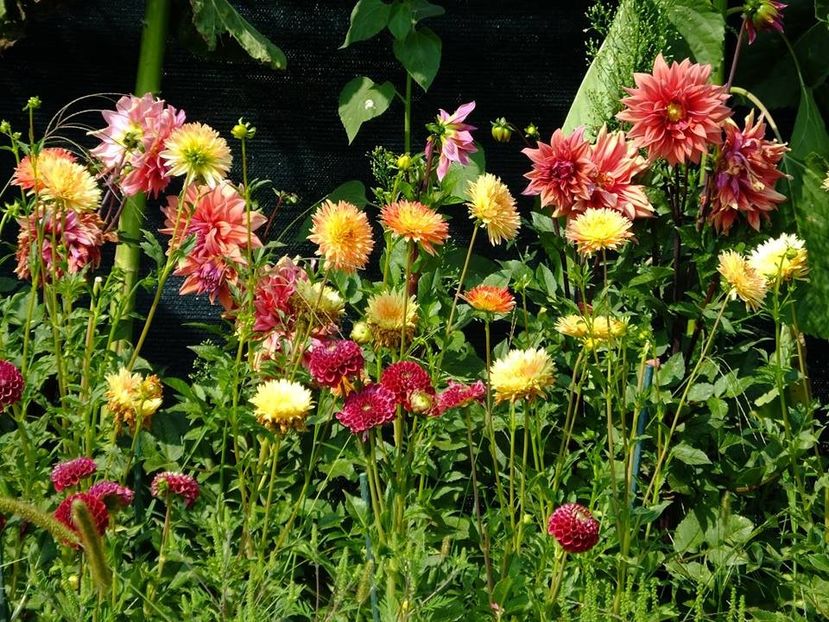 dalii6 - 2016_06-08_Iunie-August