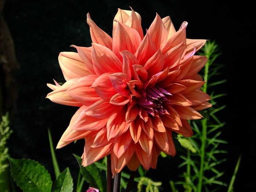 dalii9 - 2016_06-08_Iunie-August